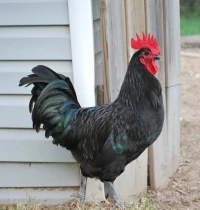 Coq australorp