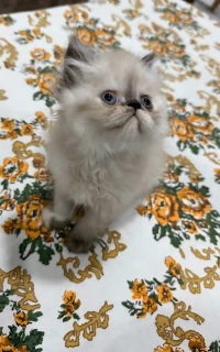 Persan himalayen peke face pôle chocolat 