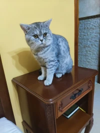 Scottish straight tabby