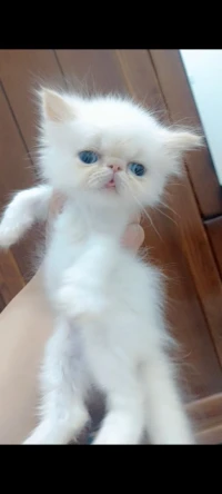 Femelle peke face 