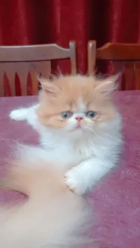 Mâle peke face 