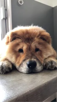 Femelle chowchow 18 mois vacciné wejda jamais couple top du top marhba