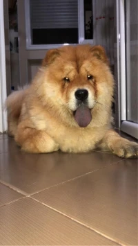Chowchow femelle top du top bon prix