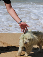 chien-caniche-bichon-reghaia-alger-algerie