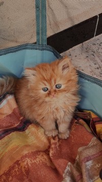 قطة-chat-persan-باش-جراح-الجزائر