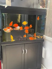 Aquarium 