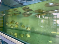 poisson-aquarium-birkhadem-alger-algerie