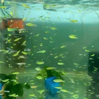 Poisson 