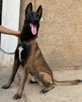 chien-malinois-pere-et-sa-fille-birkhadem-alger-algerie