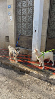 chien-deux-chiens-husky-kouba-alger-algerie