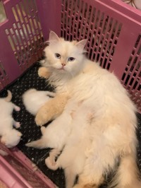 Chats Persan Chinchilla pour réservation