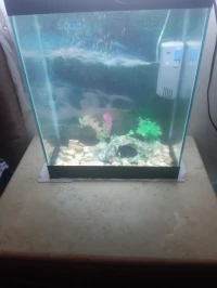 Aquarium 35 litres avec accessoires complet et 10 Poissons KOI MM 