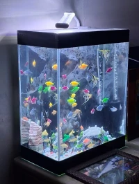 Aquarium complet avec 25 poissons tropicaux adlt