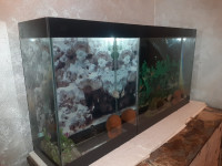 accessoire-pour-animaux-2-aquarium-avec-3-couples-poissons-cycledis-accessoires-algerie