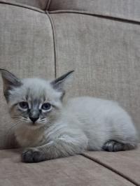 قطة-chat-siamois-femelle-2-mois-حمادي-بومرداس-الجزائر