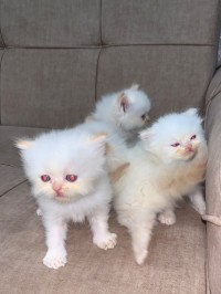 قطط-chats-persan-chinchilla-pour-reservation-حمادي-بومرداس-الجزائر