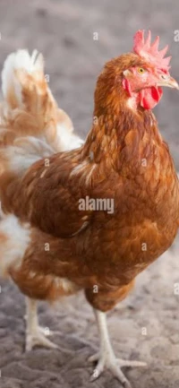Poulet دجاج البيض 