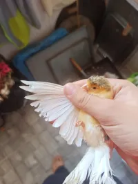canati huppé كناري هيبي بالكاجة