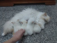 Chat persan