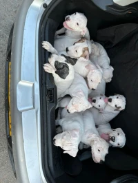 Chiots dog argentin 