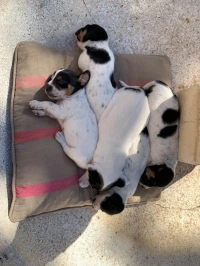 Chiots Jack Russel 