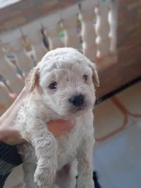 Caniche