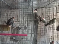 poussin padda فراخ بادا  