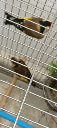Vend couple chardonneret+ canaris mal