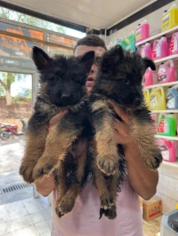 Top chiot berger allemand 