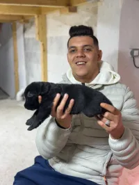 Chien berger allemand noir 