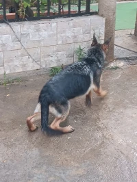 Berger Allemand 