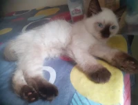 Chatons Croisé persan 
