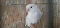 Male Canari ALBINO
