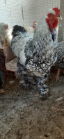 animaux-de-ferme-coq-brahma-sprite-tizi-ouzou-algerie