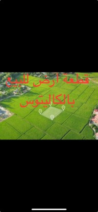 أرض-بيع-الجزائر-الكاليتوس