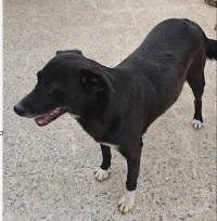 Offre gentille chienne 4 ans