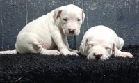 كلاب-disponibl-les-chiot-dog-argontan-top-de-age-1-mois-براقي-الجزائر