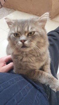 قطط-chat-shirazi-persan-male-بئر-الجير-وهران-الجزائر