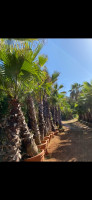 jardinage-palmier-washingtonia-staoueli-alger-algerie