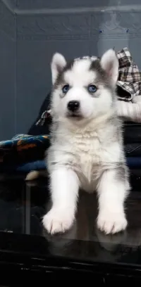 Chiots husky 