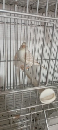 Canari satini 
