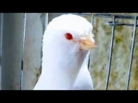 CANARI DE RACE 