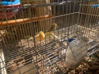 Couple Canaries كوبل كناري 