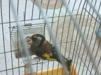 بوفريزي واد قريش