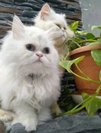 Chat persan pure race