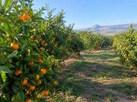 farmland-sell-tlemcen-bensekrane-algeria