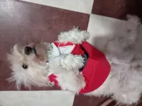Bichon nains 