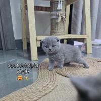 قطة-scottish-fold-male-blue-باب-الزوار-الجزائر
