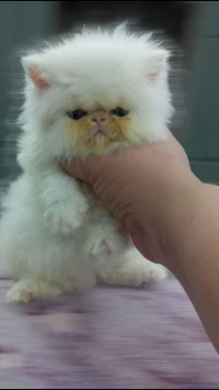 Persan peke face