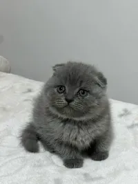 Scottish fold